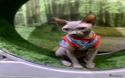 Sphynx cats for sale: Beautiful blue boy  - Image 4