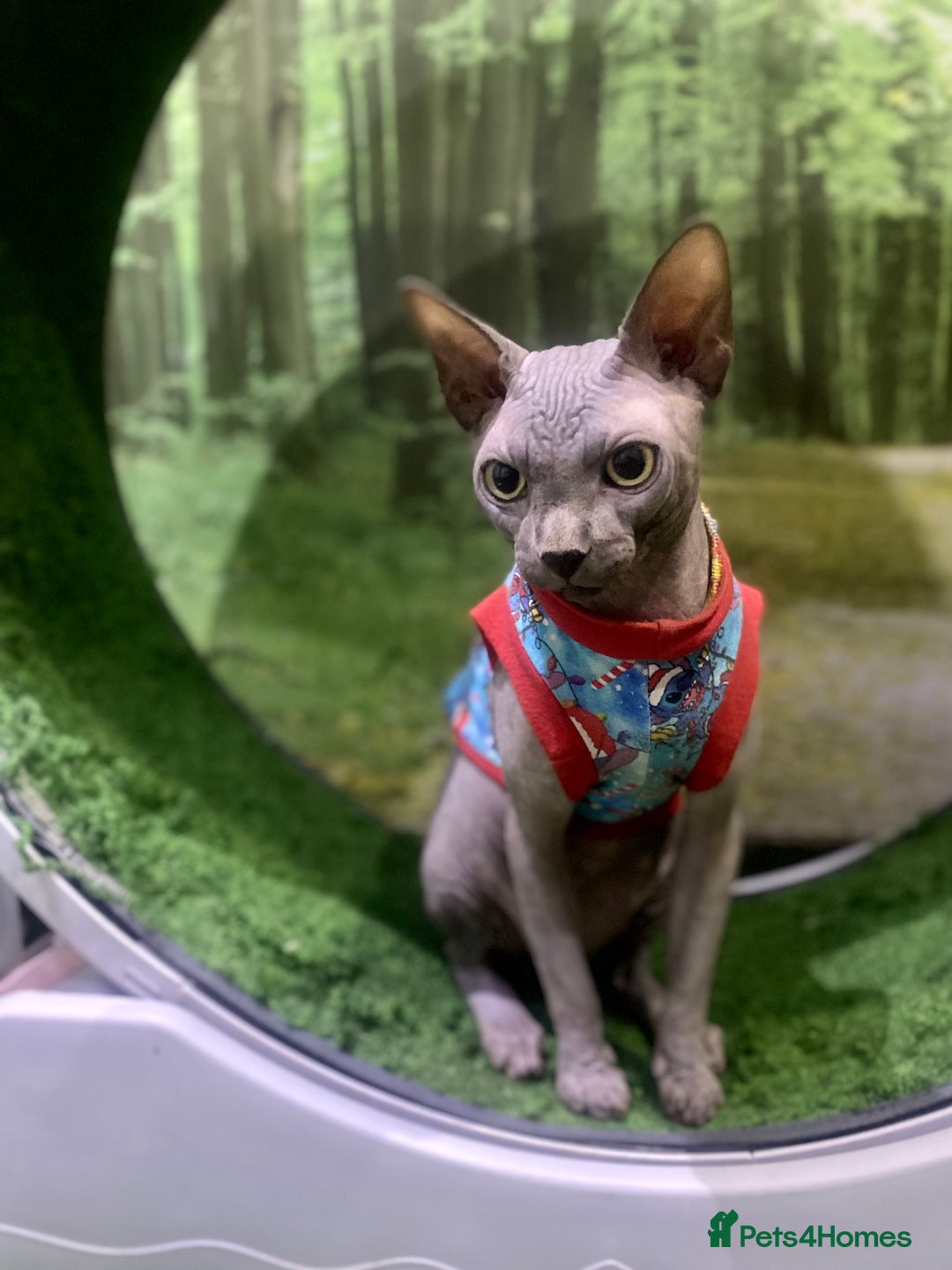 Sphynx cats for sale: Beautiful blue boy  - Image 4