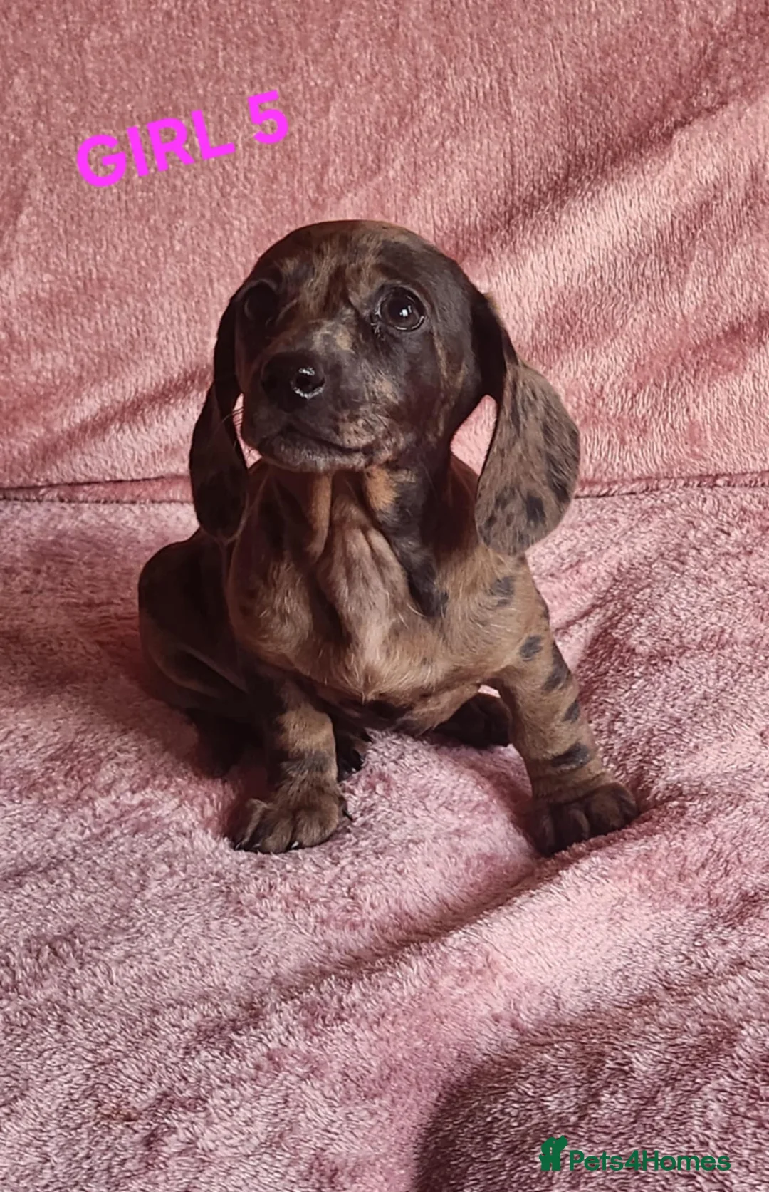 Miniature Dachshund dogs for sale: 🐶🐶8 stunning miniature dashund puppy’s  - Advert 11
