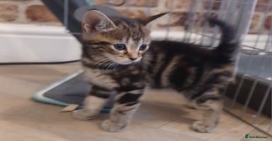 Mixed Breed cats - Advert 5