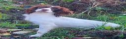 English Springer Spaniel dogs for sale: KC English Springer Spaniel Puppies - Advert 3