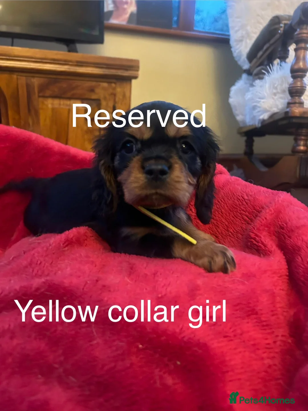 Cavalier King Charles Spaniel dogs for sale: DNA tested Cavalier king charles puppies in Pencader - Advert 8