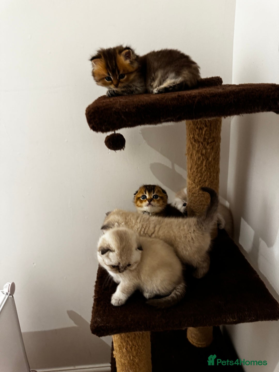 Scottish Fold cats for sale: Purebred Chinchilla Scottish Fold Kittens  🐾 - Advert 30