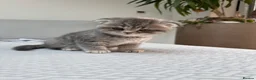 Scottish Fold cats for sale: Mum is Scottish fold, dad is British straight  - Advert 4