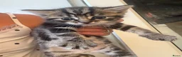 Mixed Breed cats for sale: Kittens for sale ❤️ in Southend-on-Sea - Advert 3
