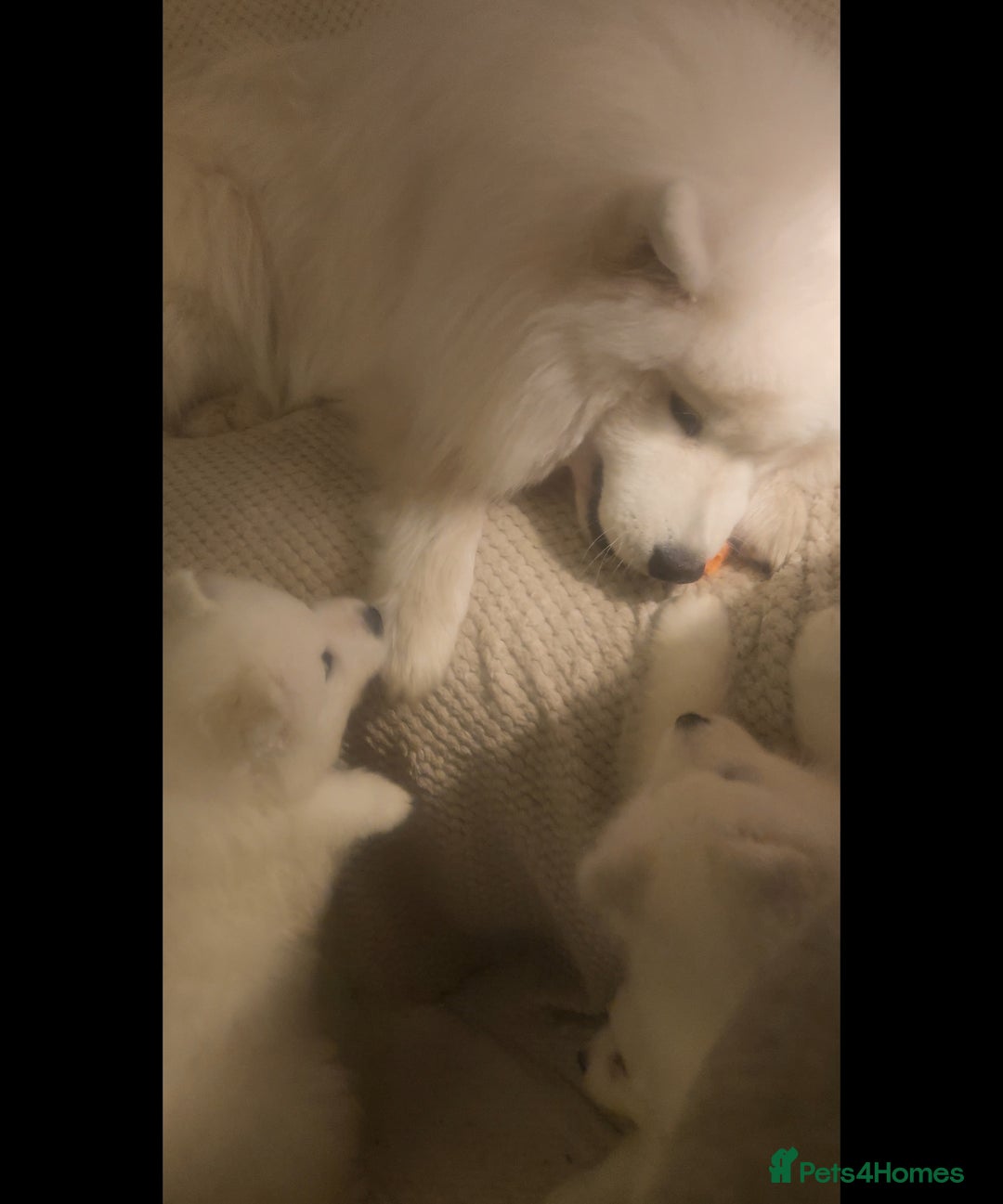 Samoyed dogs for sale: Female Chunky Pedigree Samoyeds Avaliable  - Advert 11
