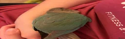 Conures birds for sale: Conure for rehoming  - Advert 9