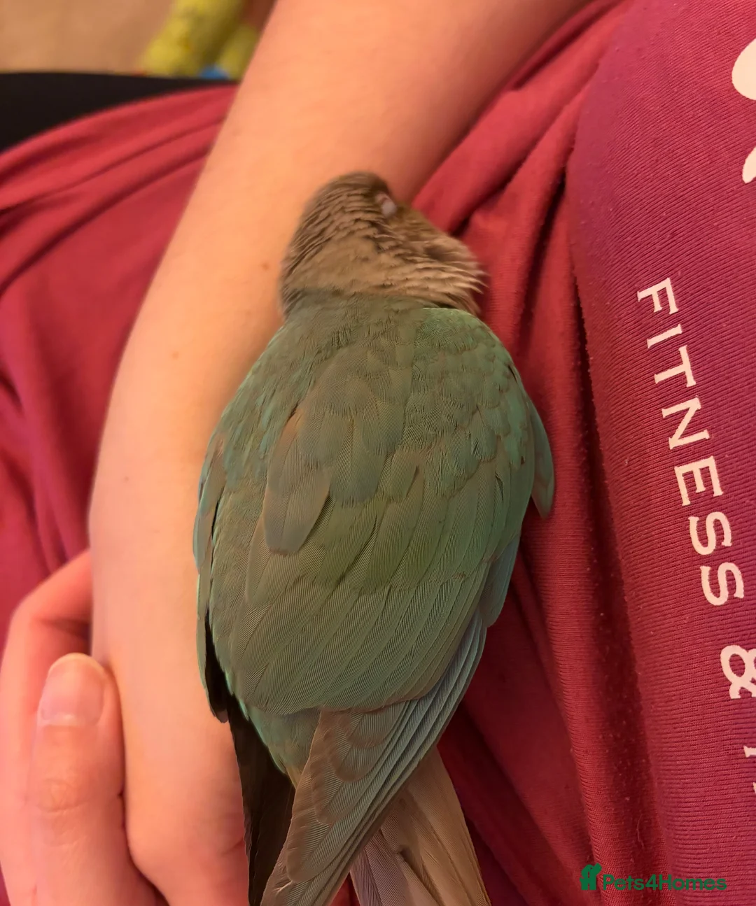 Conures birds for sale: Conure for rehoming  - Advert 9