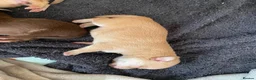 Chihuahua dogs for sale: Pure bred tiny chihuahua puppies  - Advert 5