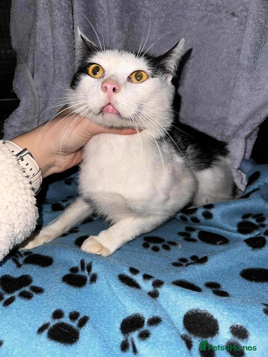 Domestic Shorthair cats for adoption: Sweet Saturn looking for his forever home  - Advert 3