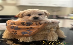 Mixed Breed dogs for sale: Peke-a-Chon puppies 🐶  - Image 6