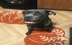 Mixed Breed dogs for sale: Cain corso cross  - Image 5