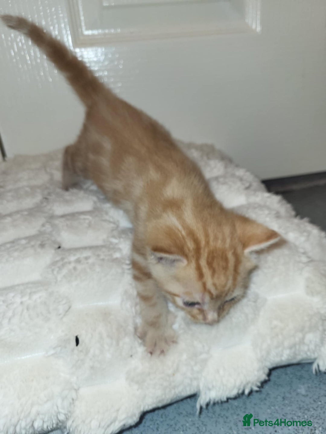 Domestic Shorthair cats for sale: Domestic short haired kittens  - Advert 5