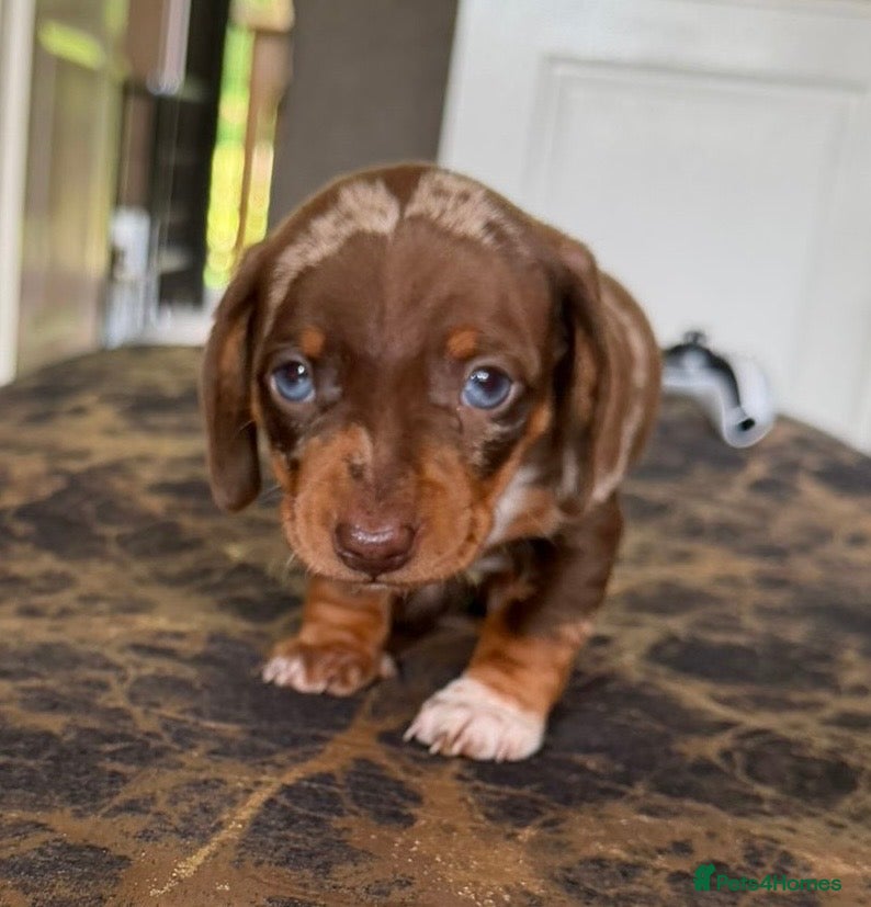 Dachshund dogs Dapple Miniature Dachshund Puppies - Advert 8