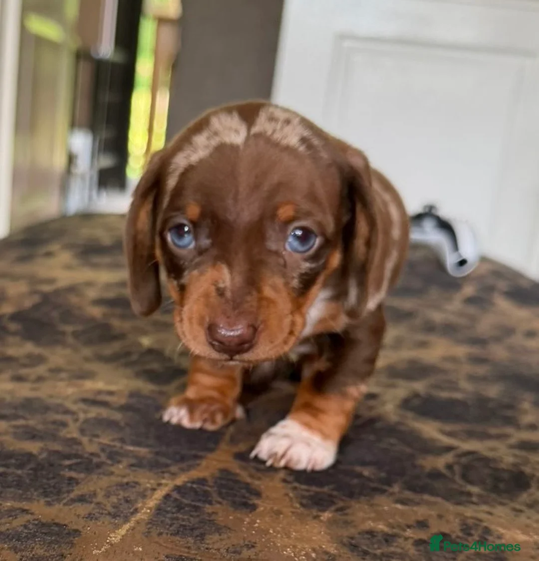 Dachshund dogs for sale: Dapple Miniature Dachshund Puppies - Advert 1