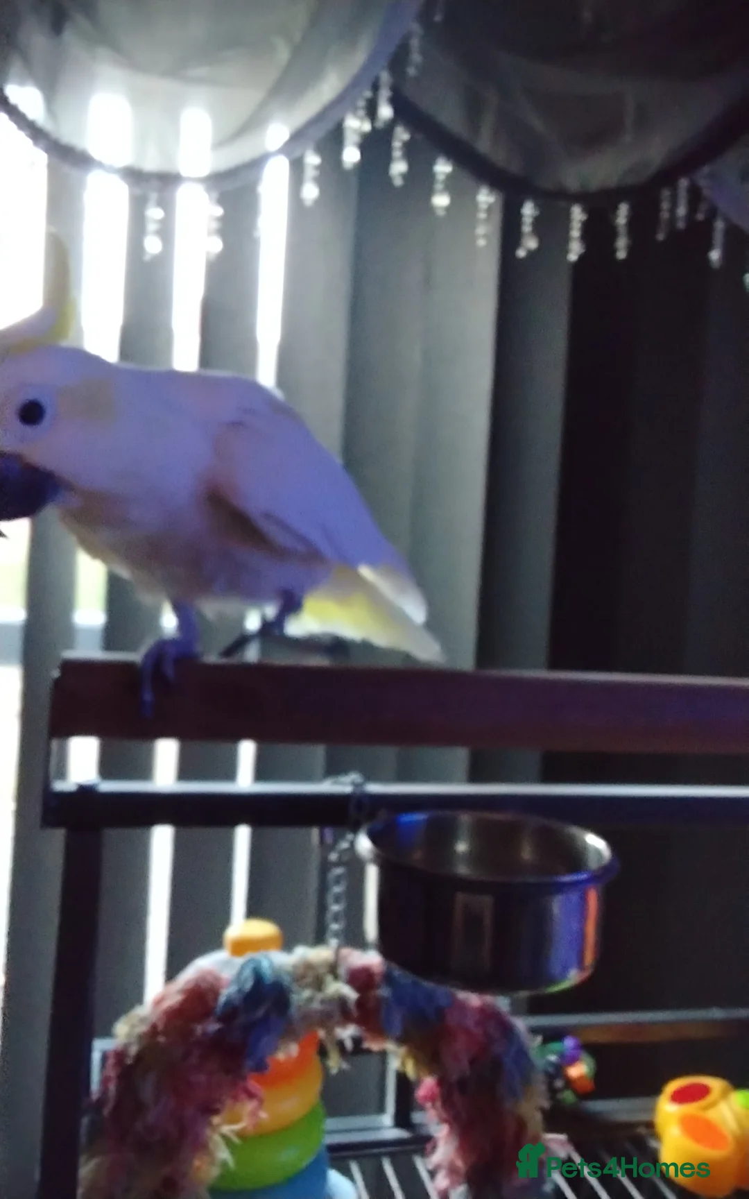 Cockatoo birds for sale: Cockatoo in Wallsend - Advert 2