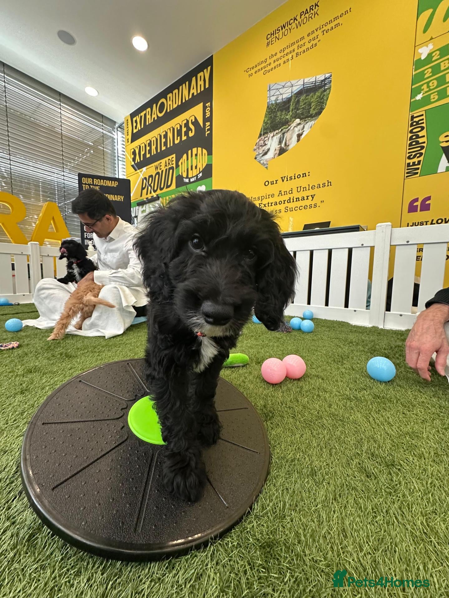 Irish Doodle dogs for sale: Full vaccinated Irish Doodles Ready For Homes - Advert 18