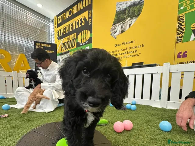 Irish Doodle dogs for sale: Full vaccinated Irish Doodles Ready For Homes - Advert 18