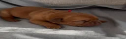 Dogue De Bordeaux dogs for sale: Stunning KC Dogue de Bordeaux Puppies - Advert 23