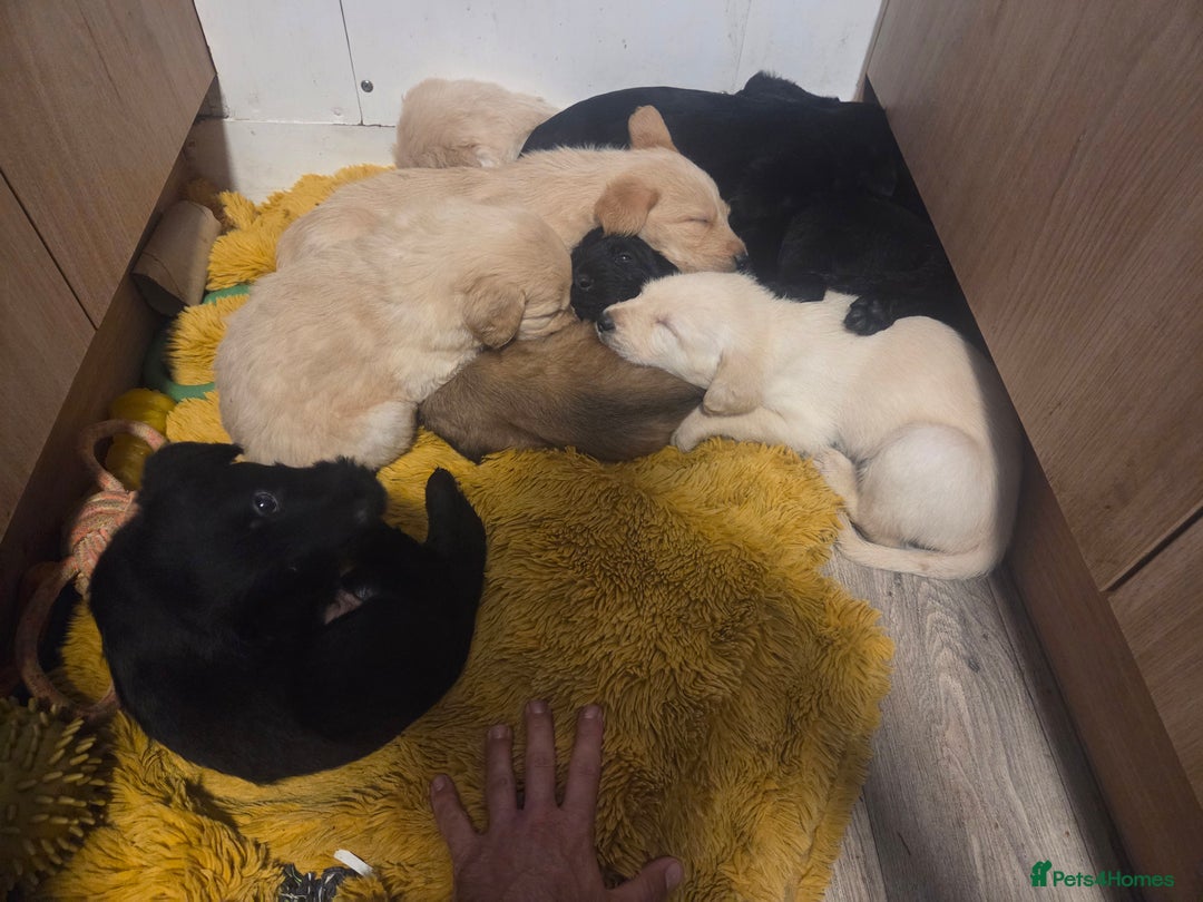 Labradoodle dogs for sale: 6x male 2x female labradoodle puppies - Image 1