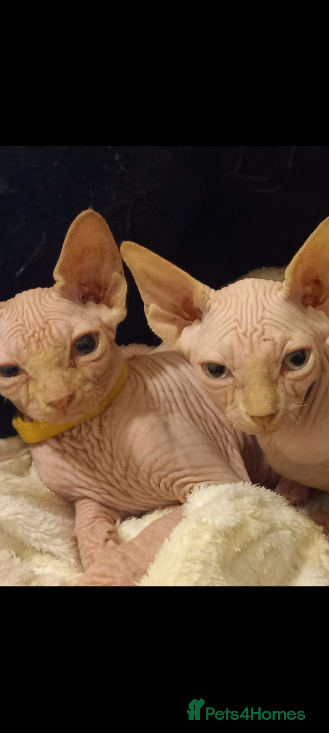 Sphynx cats for sale: 5 Adorable Sphynx Kittens for sale! - Image 18