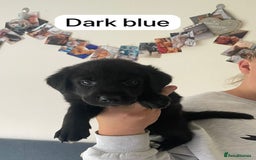 Cockerdor dogs for sale: Puppies for sale  - Image 7