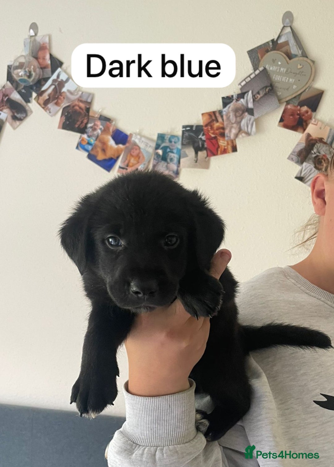 Cockerdor dogs for sale: Puppies for sale  - Image 7