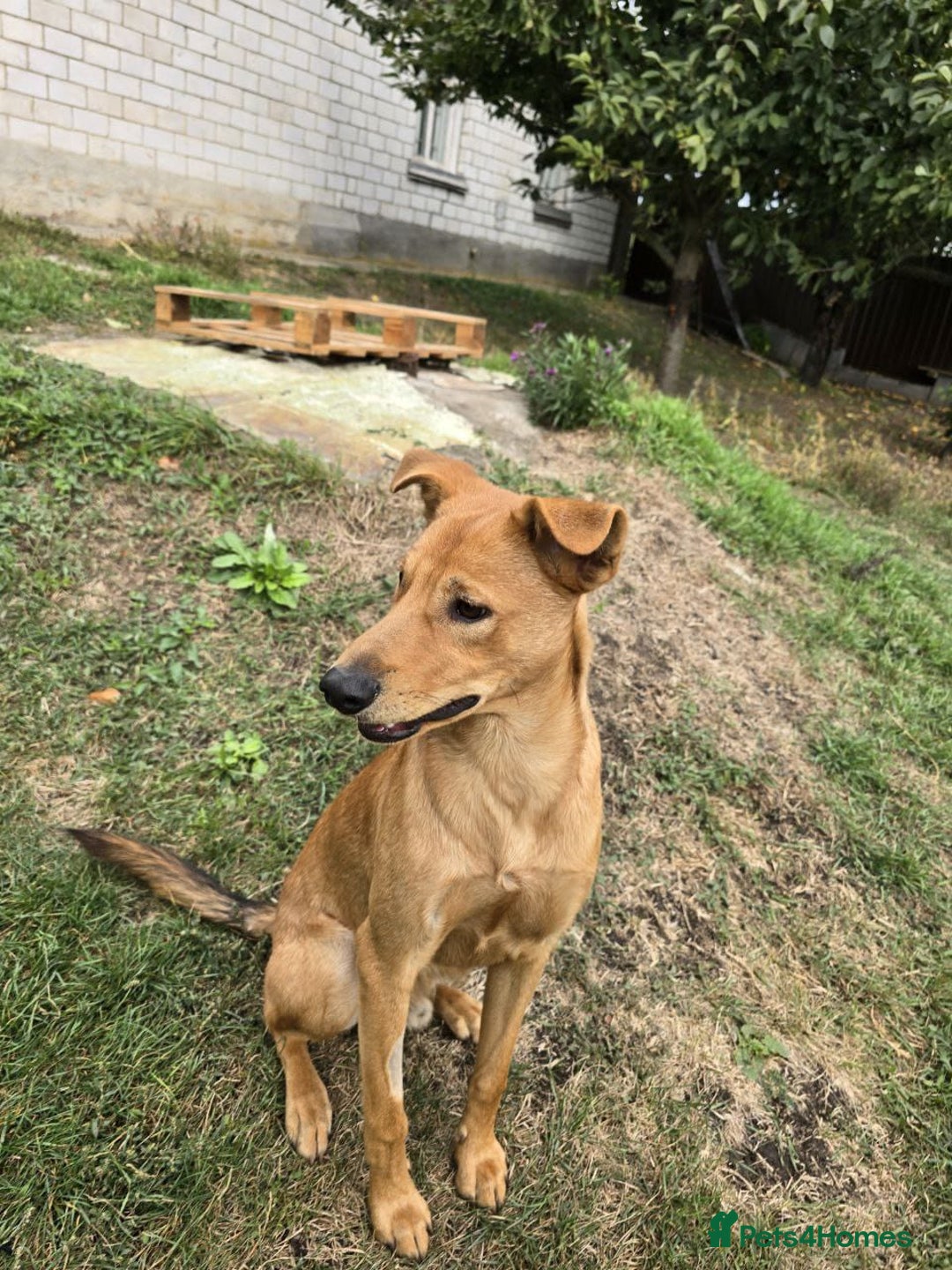Mixed Breed dogs for adoption: 💙🐶 ARCHIE AND ARNY🐶💙 - Image 23