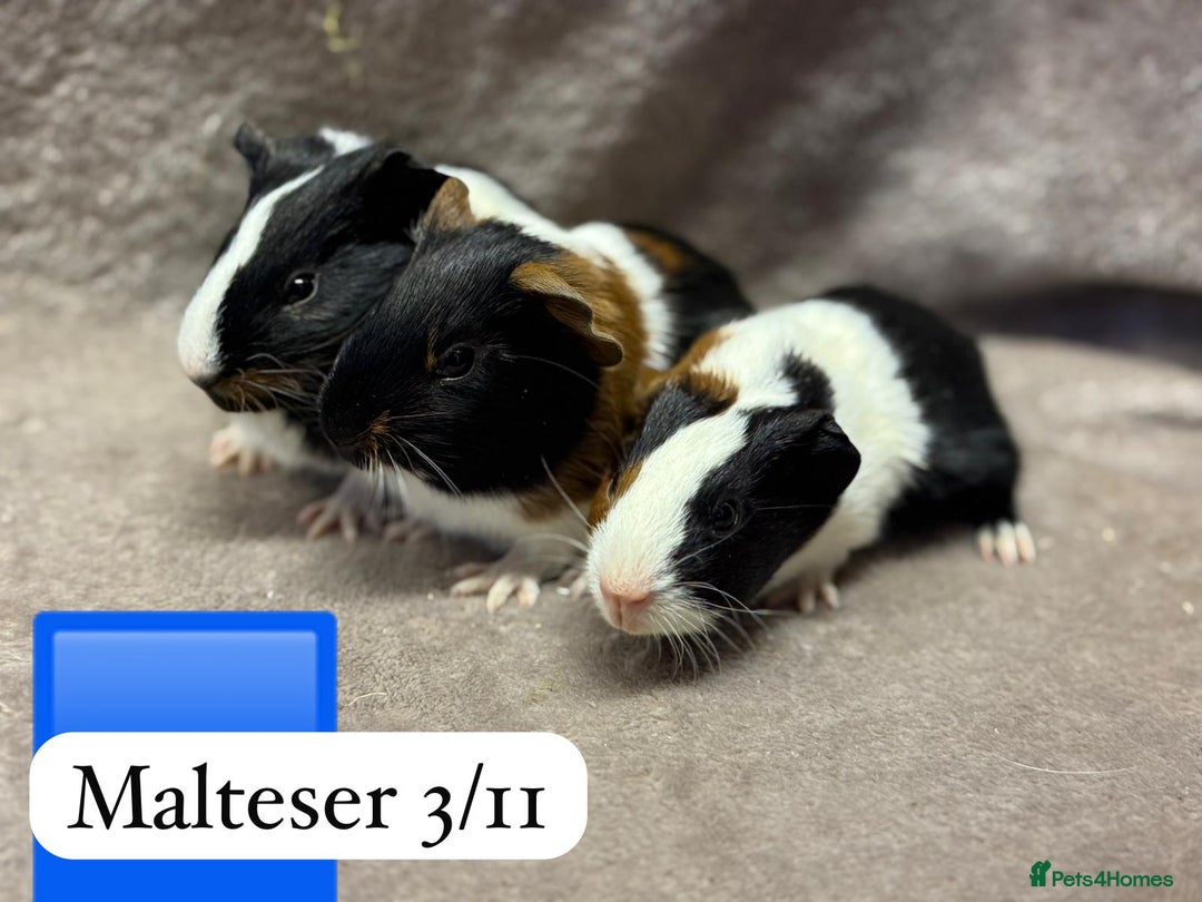 Guinea Pig rodents for sale: Gorgeous baby male guinea pigs ready soon - Advert 9