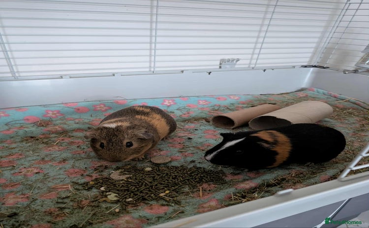 Guinea Pig rodents - Advert 16