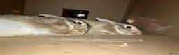 Mixed Breed rabbits for sale: Experienced Home for Bonded Rabbits - Advert 9