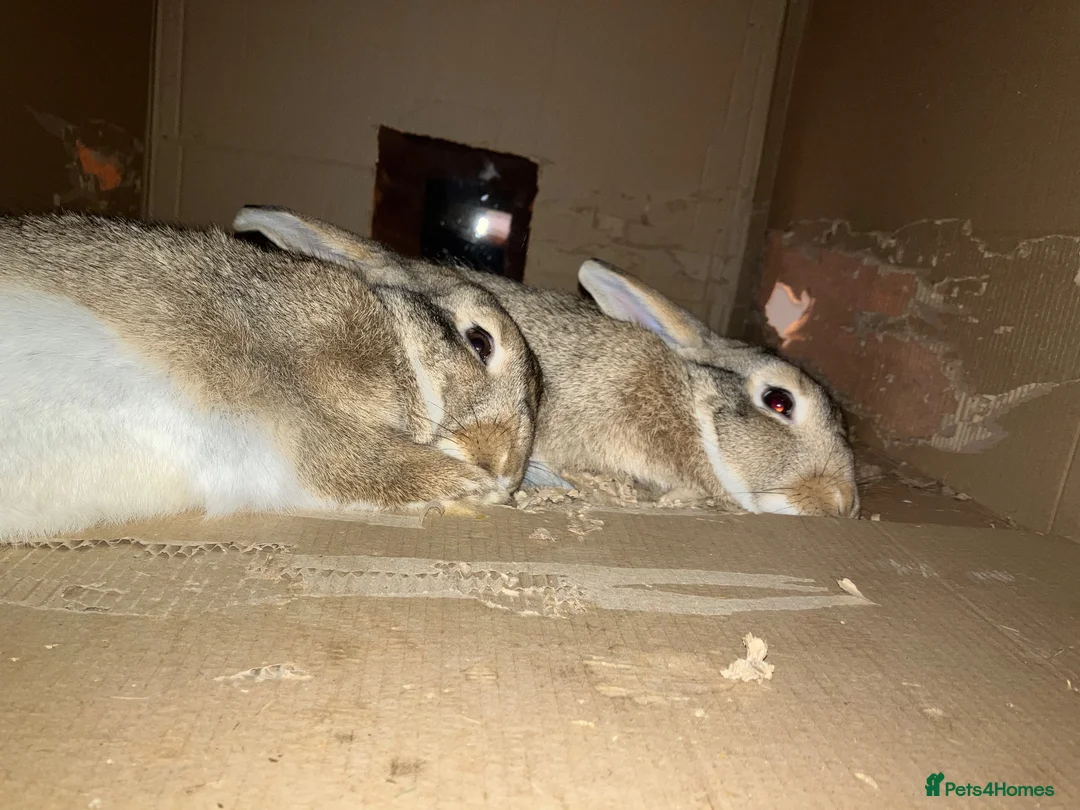 Mixed Breed rabbits for sale: Experienced Home for Bonded Rabbits - Advert 9