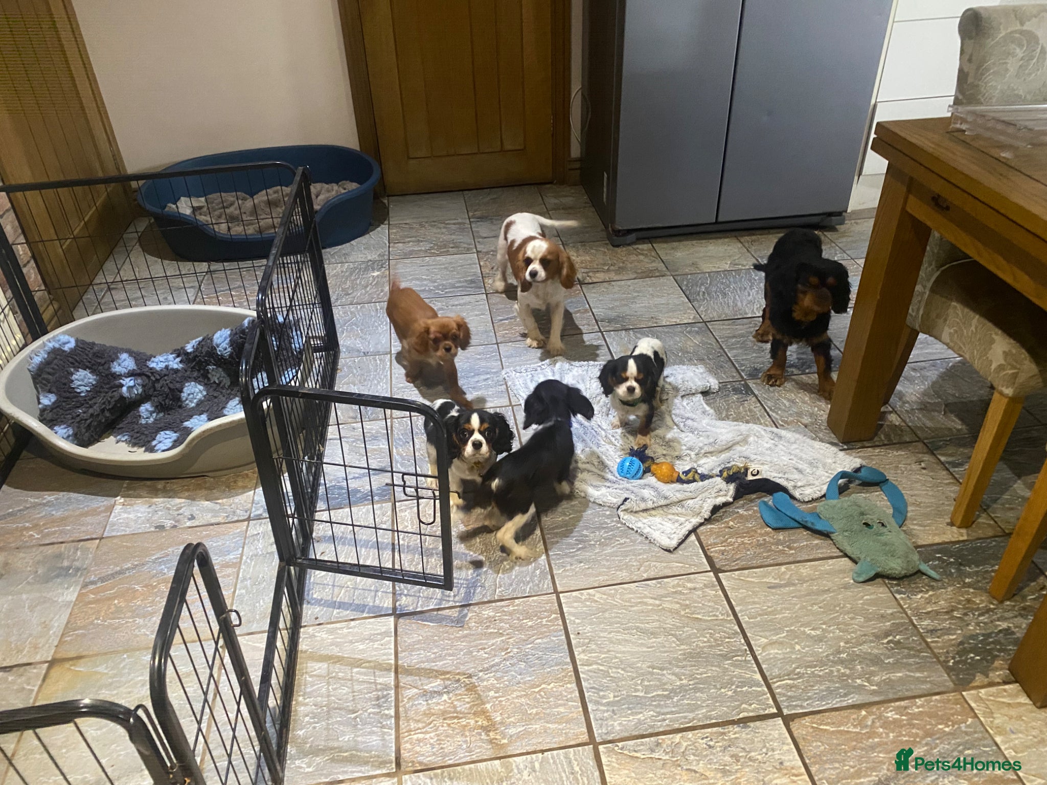 Cavalier King Charles Spaniel dogs Cavalier King Charles spaniel  - Advert 2