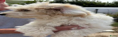 Sal