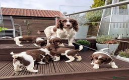 English Springer Spaniel dogs for sale: ENGLISH SPRINGER SPANIEL - Image 1