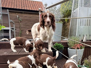 English Springer Spaniel dogs - Advert 2