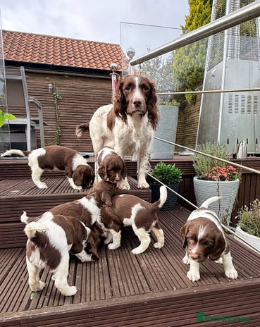 English Springer Spaniel dogs - Advert 1