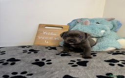 Cane Corso dogs for sale: Cane corso puppies for sale  - Image 17