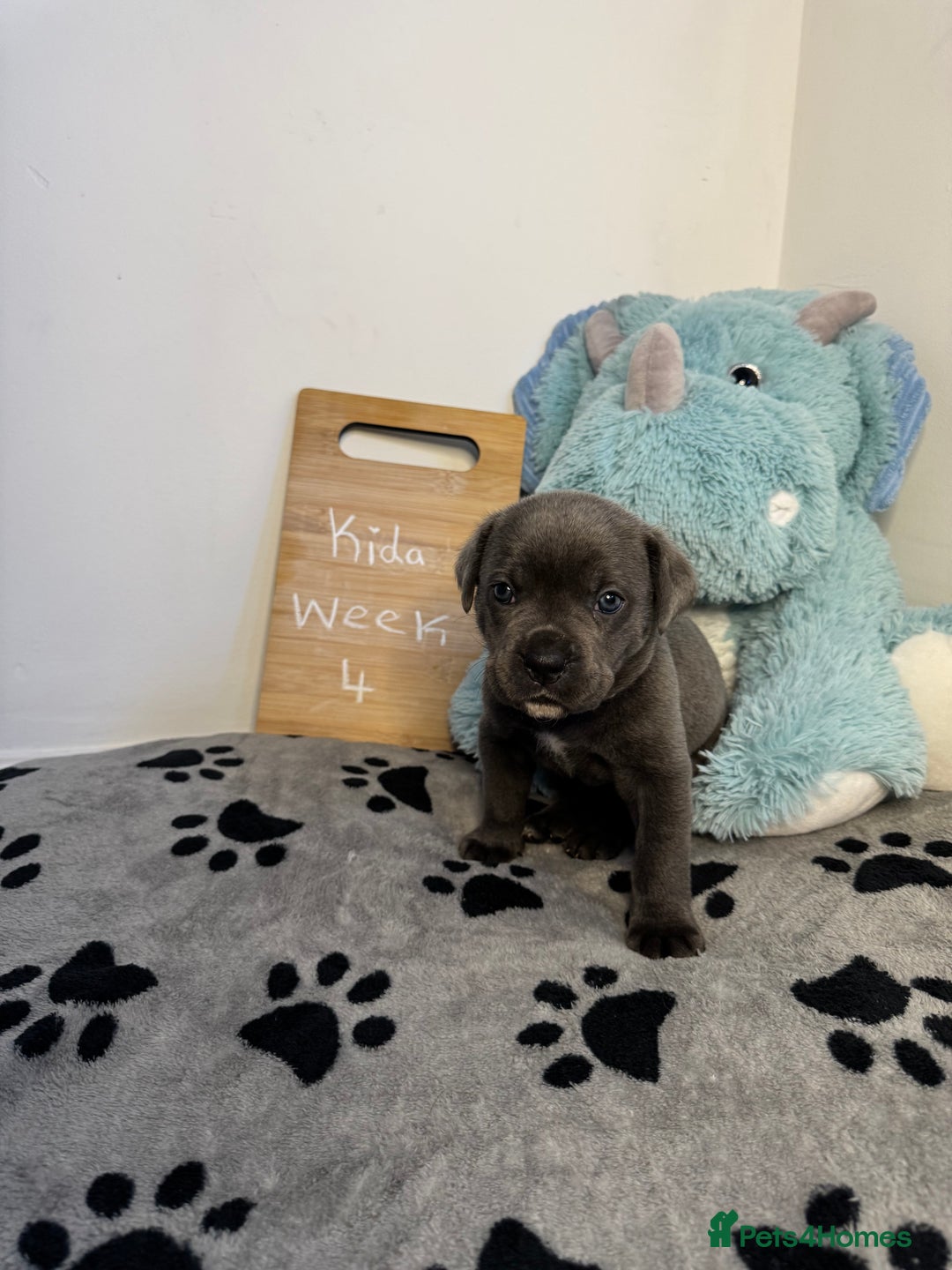 Cane Corso dogs for sale: Cane corso puppies for sale  - Image 17