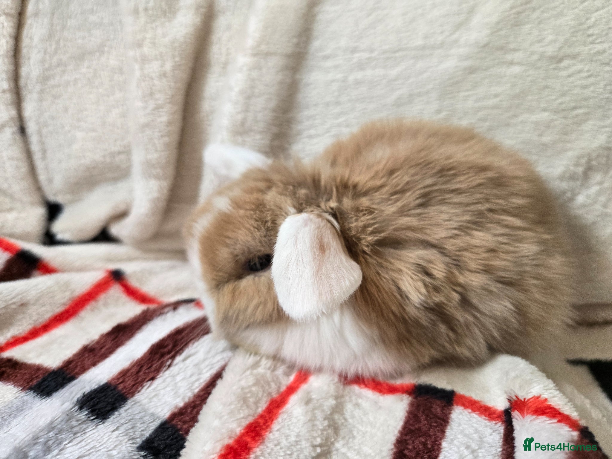 Mini Lop rabbits Stunning mini lops - Advert 5