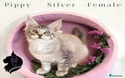 Maine Coon cats for sale: Ready Now- 2 Silver Female Pedigree Maine Coons - Image 7