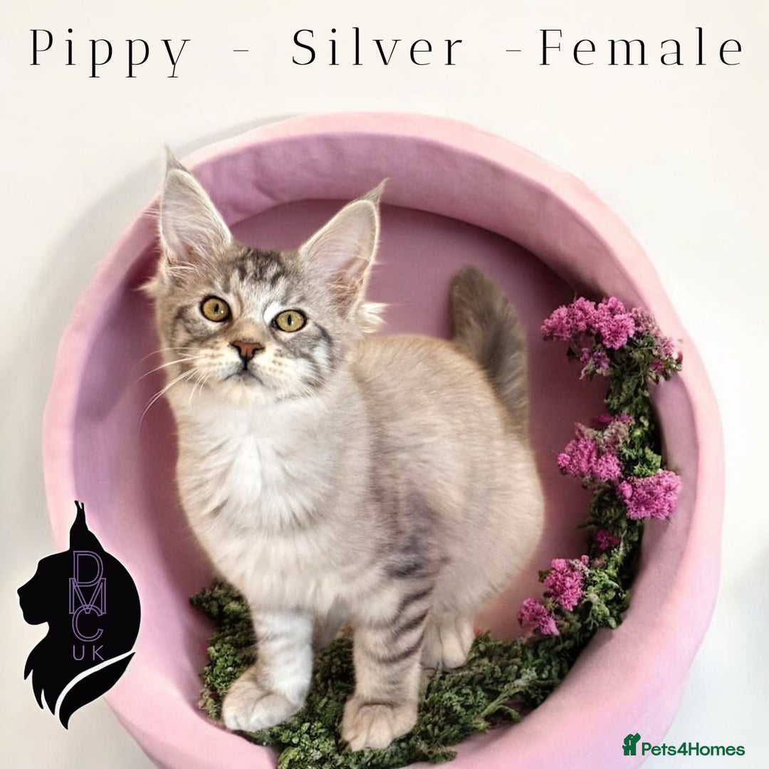 Maine Coon cats for sale: Ready Now- 2 Silver Female Pedigree Maine Coons - Image 7