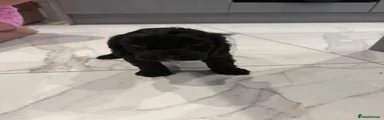 Cockapoo 2