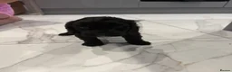 Cockapoo dogs for sale: Cockapoo puppies  - Advert 6