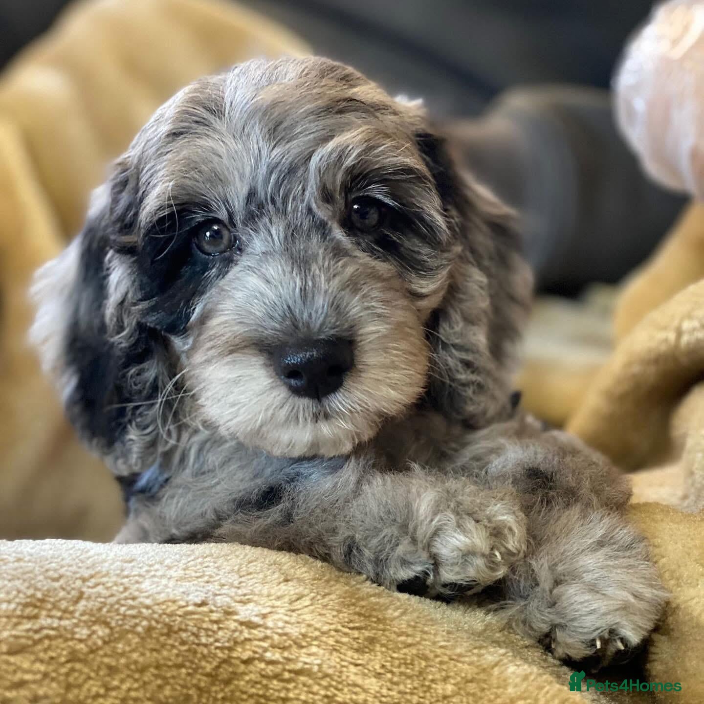 Cockapoo dogs F1b Miniature Cockapoo Pups Fully Health Tested - Advert 9