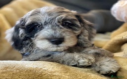 Cockapoo dogs for sale: F1b Miniature Cockapoo Pups Fully Health Tested - Advert 38