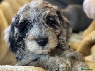 Cockapoo dogs F1b Miniature Cockapoo Pups Fully Health Tested - Advert 2