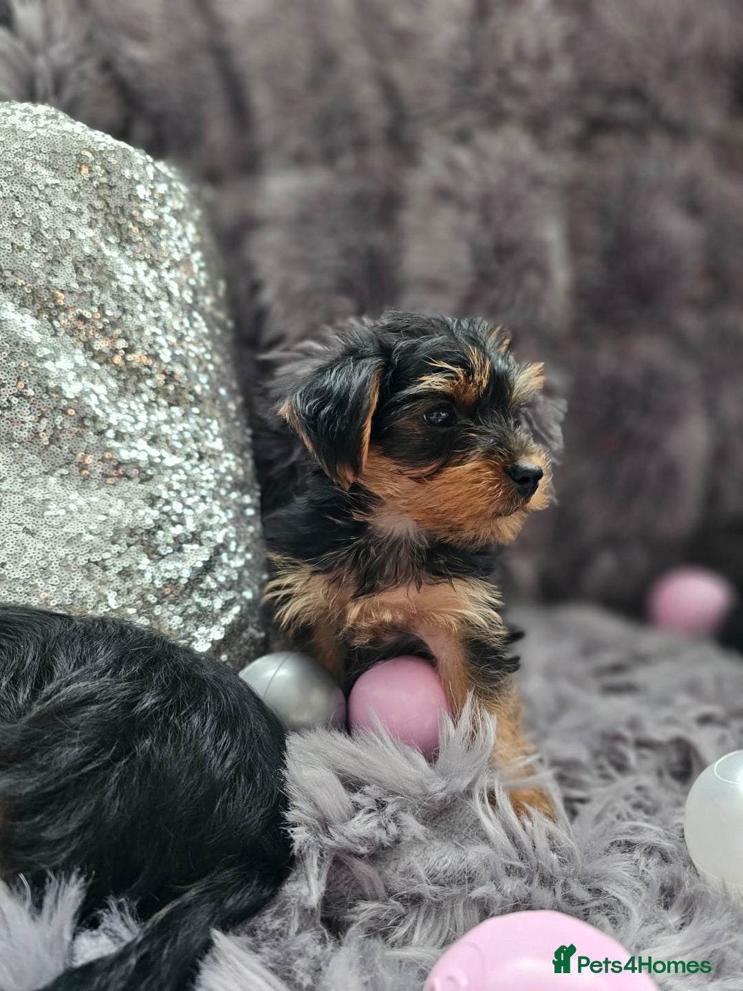 Yorkshire Terrier dogs for sale: Beautiful Yorkshire terrier puppies  - Image 8