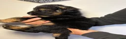 German Shepherd dogs for sale: 🐾 Beautiful German Shepherd Puppies 🐾 - Advert 12