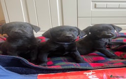 Labrador Retriever dogs for sale: KC registered working line- health tested parents  - Image 1
